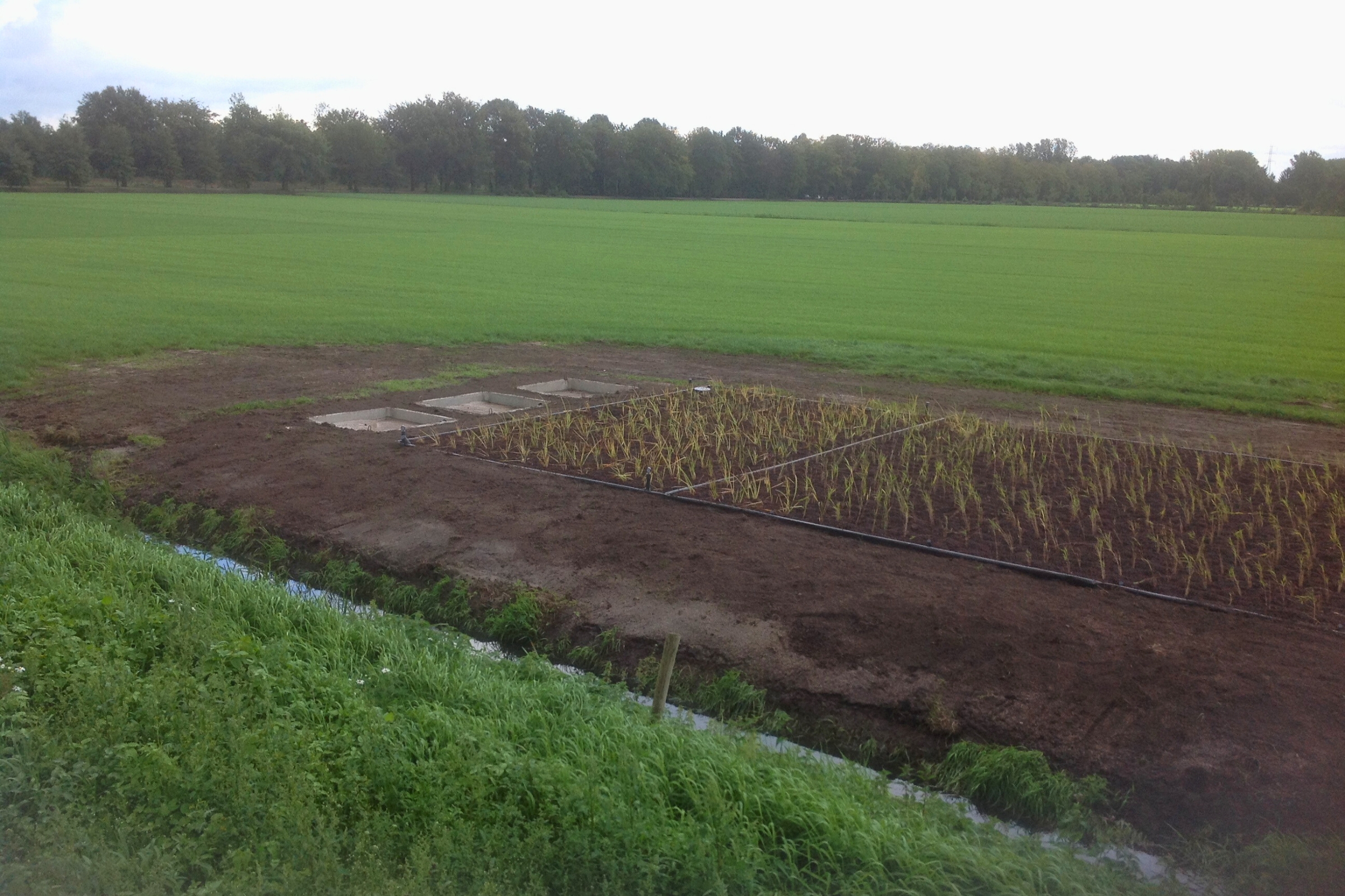 Waterzuivering Geel – herstel en aanleg van rietvelden 